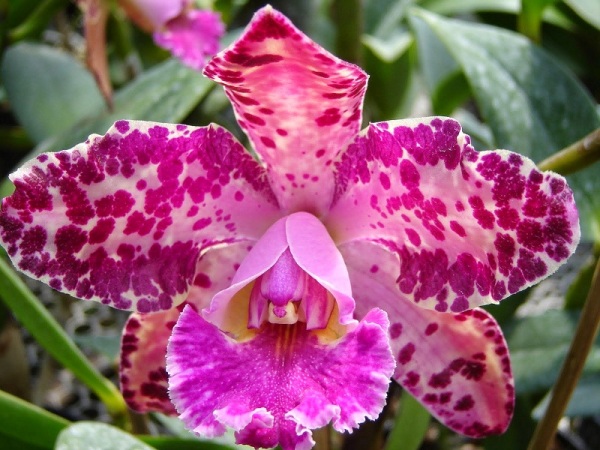 Orquídea-1